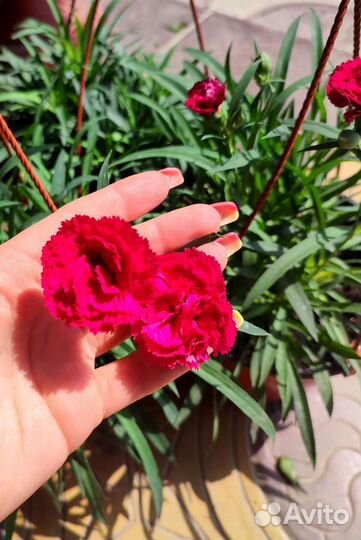 Гвоздика ампельная