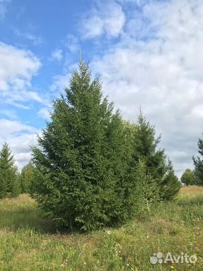 Ели крупномеры