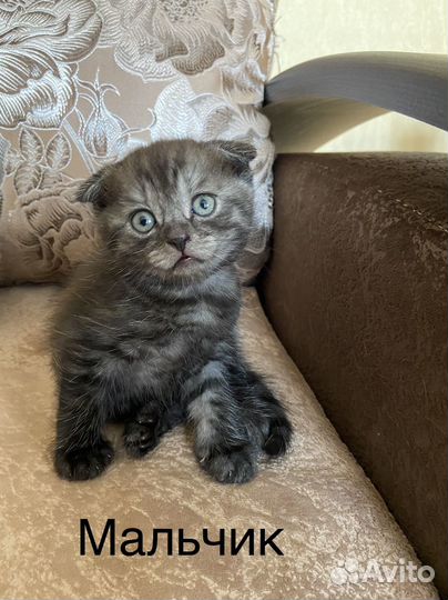 Котята вислоухие