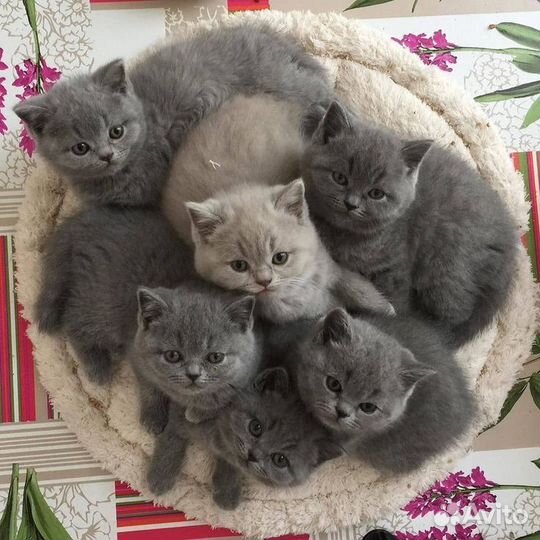 Шотландские котята