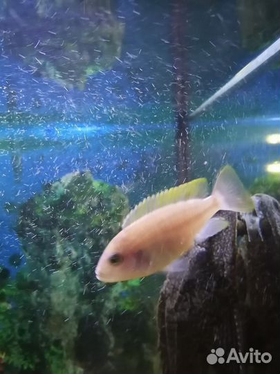 Аквариумные рыбки