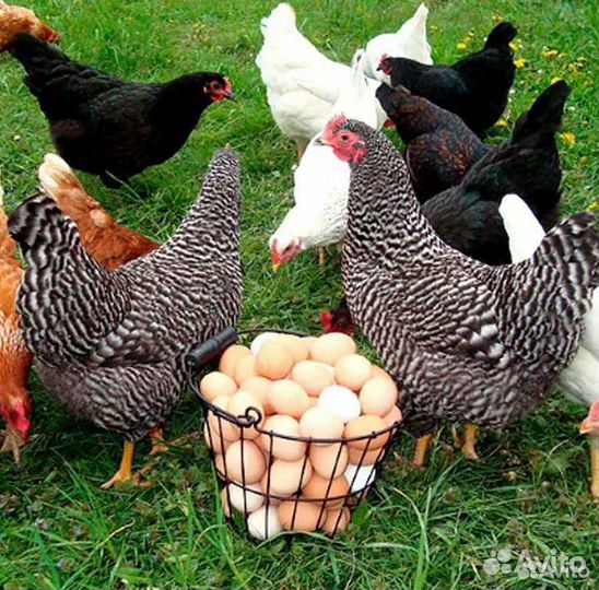 Инкубационное яйцо