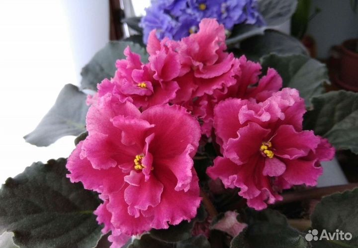 Фиалки узамбарские