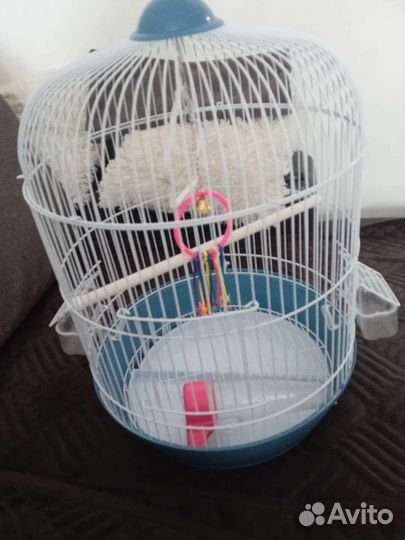 Клетка для попугая (ну или для кого захотите)