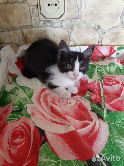 Котенок в добрую семью