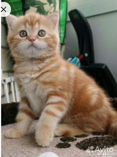 Золотые котята