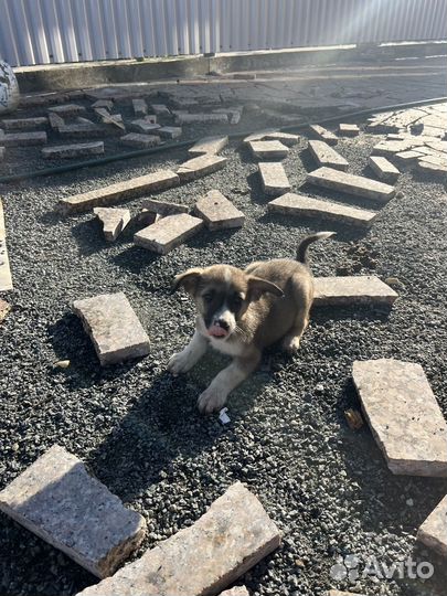 Собаки бесплатно в добрые руки