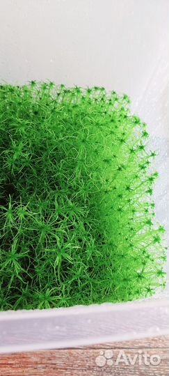 Свежий мох сфагнум