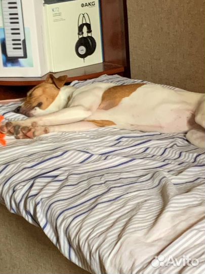 Джек Рассел терьер бесплатно (парсон )