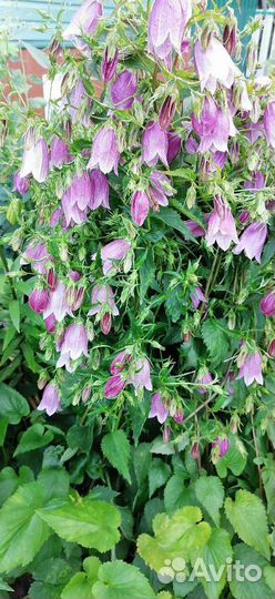 Колокольчик многолетний