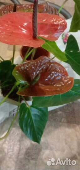 Эухарис,сансивьерия