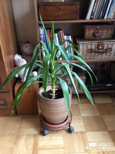 Пальма Юкка