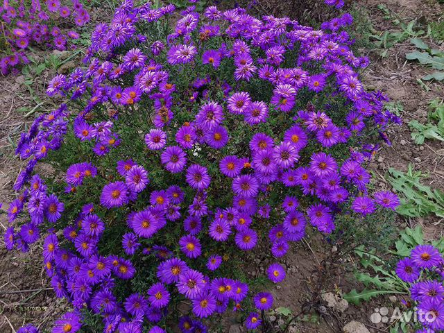 Многолетние цветы садовые