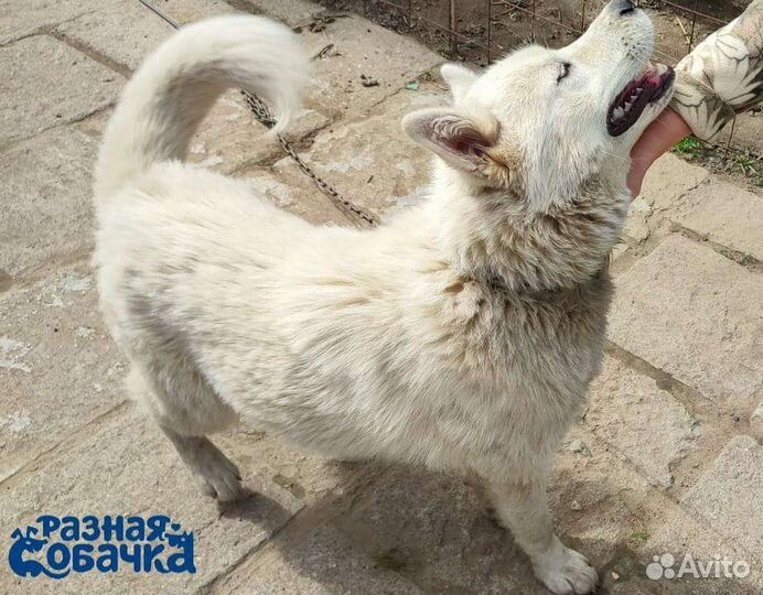Собака Лайка в добрые руки. Ищем дом