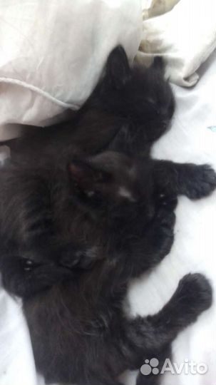 Котята в добрые руки мальчики