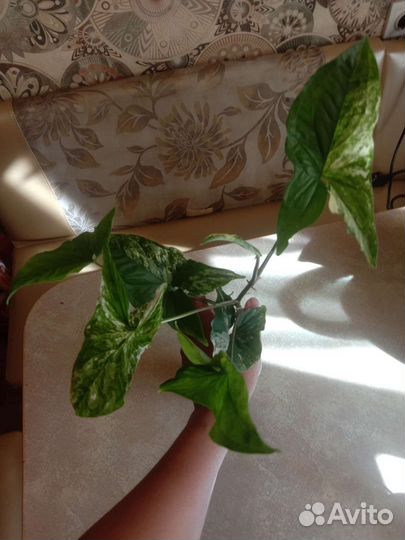 Сингониум империал вайт