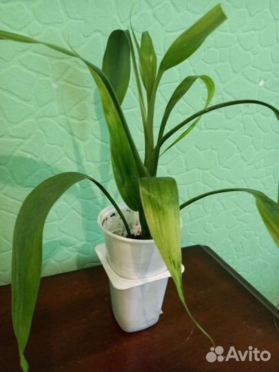 Домашние цветы