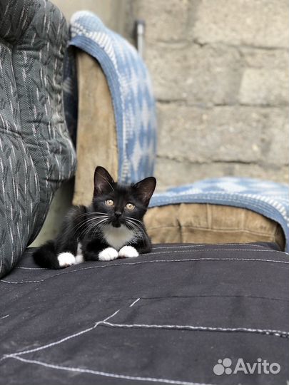 Котята в добрые руки, Метисы