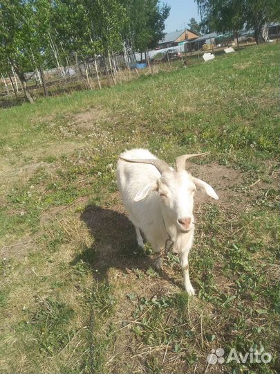 Коза дойная молочная