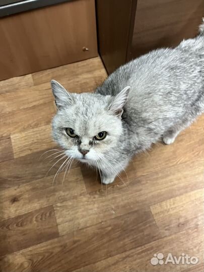 Очень ласковая кошечка ищет дом