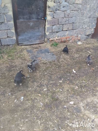 Щеночки в добрые руки