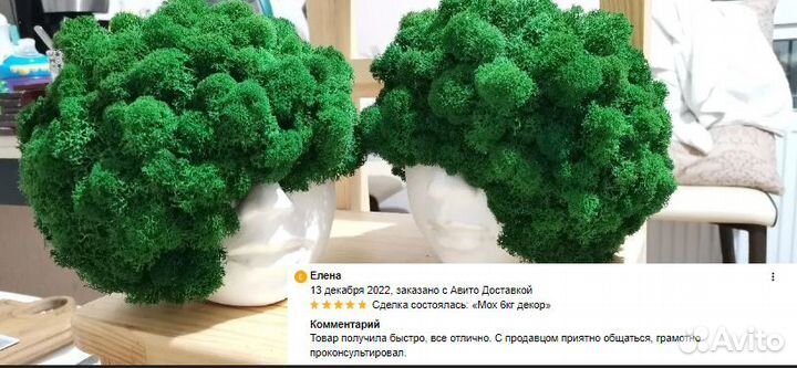 Стабилизированный мох для стен декора интерьера