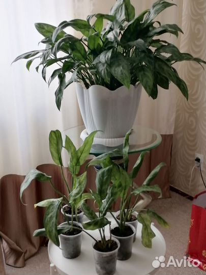 Цветок Аглоунема