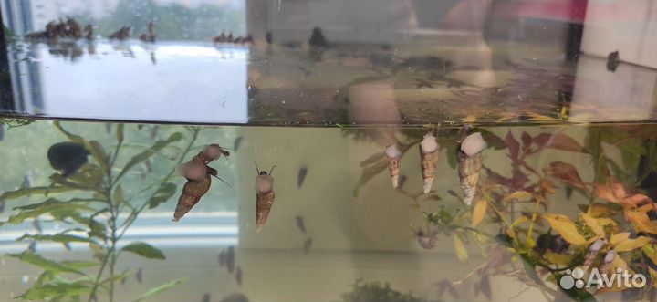 Улитки Мелании грунтовые