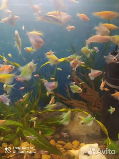 Карамельки- тернеции