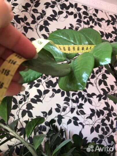 Продам цветы комнатные