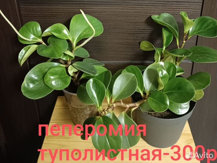 Комнатные растения