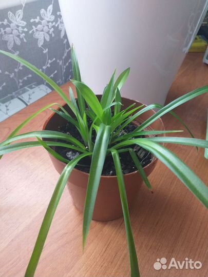 Комнатные цветы