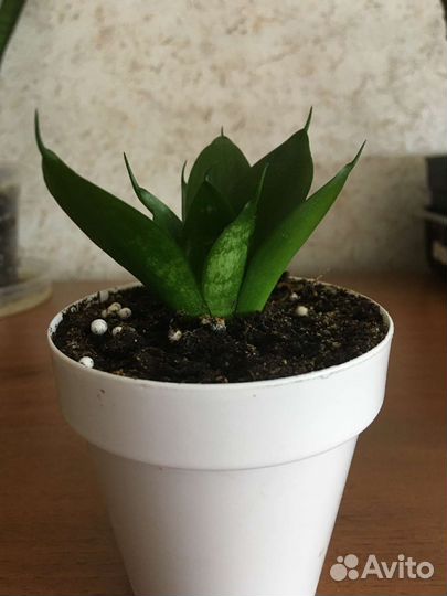 Сансевиерии