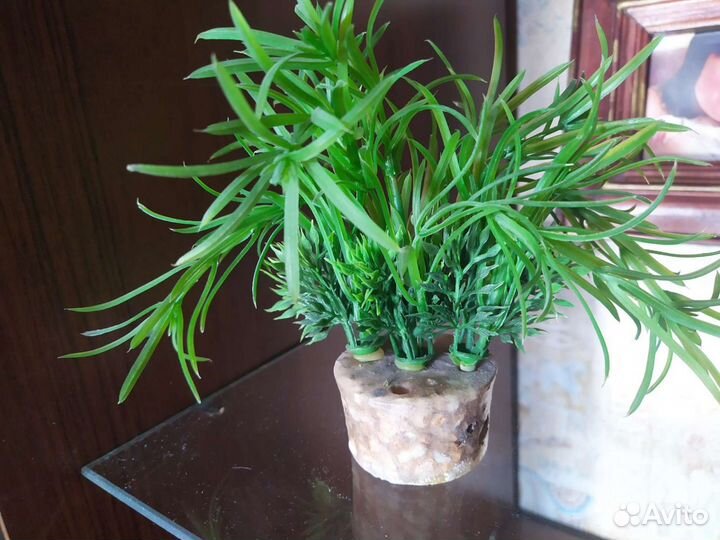 Флорариум водоросли для аквариума