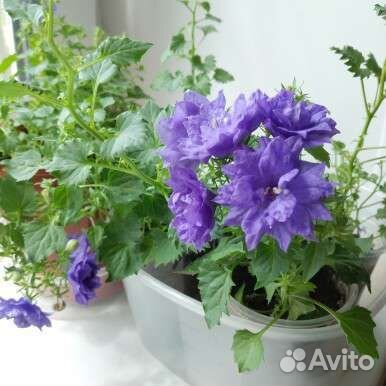 Цветы жених и невеста (кампанула)