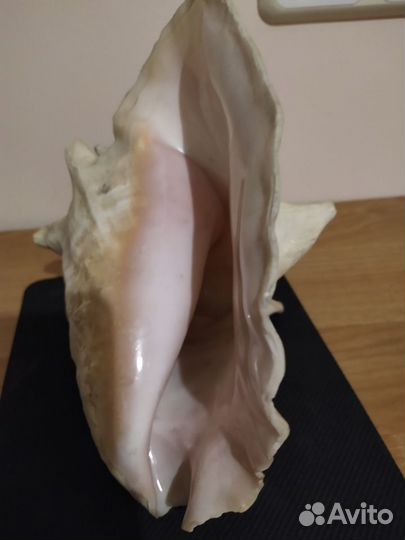 Большая раковина