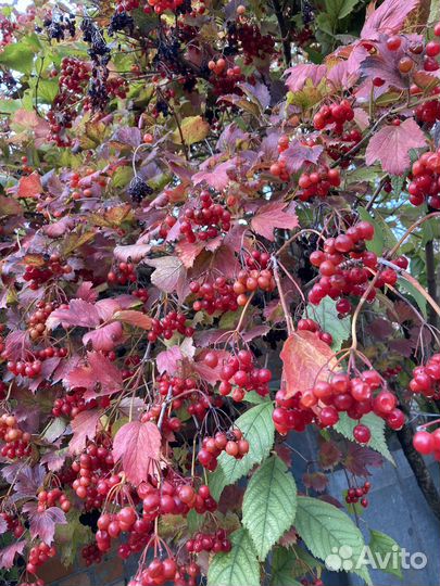 Калина ягода