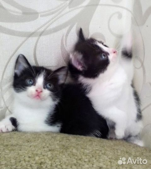 Котята, бесплатно
