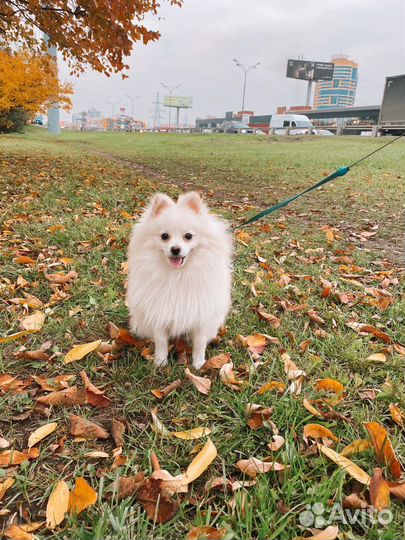 Немецкий шпиц вязка