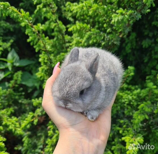 Декоративные карликовые крольчата, minor, mini LOP