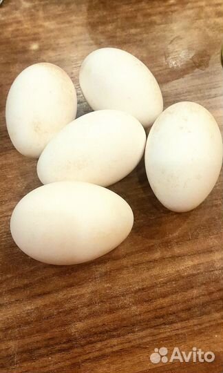 Домашние гусиные яйца