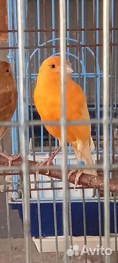 Кенара и канарейки