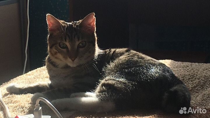 Курильский бобтейл