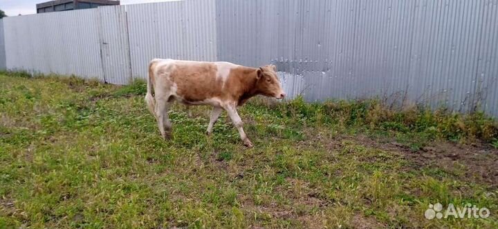 Телята бычки коровы