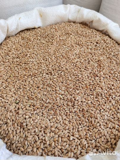 Комбикорм зерно