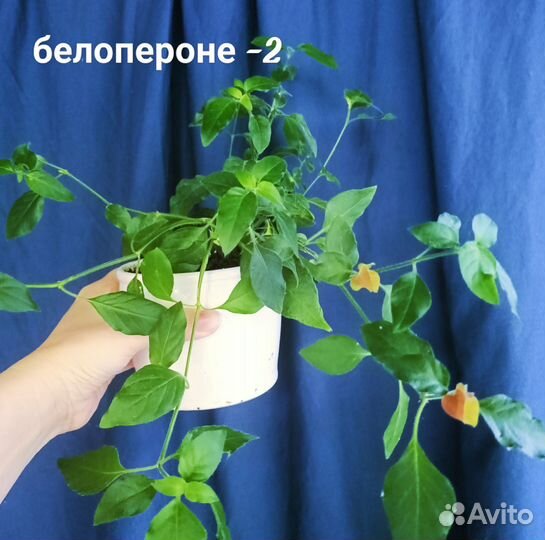 Комнатные растения цветы большие