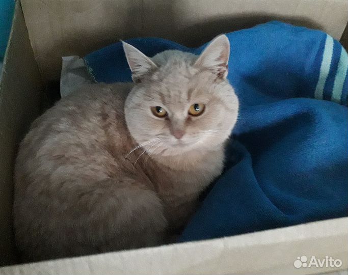 Кошка, возраст примерно 1 год