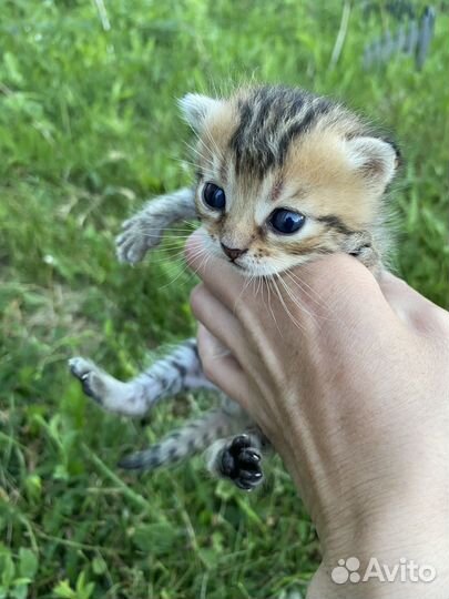 Котята