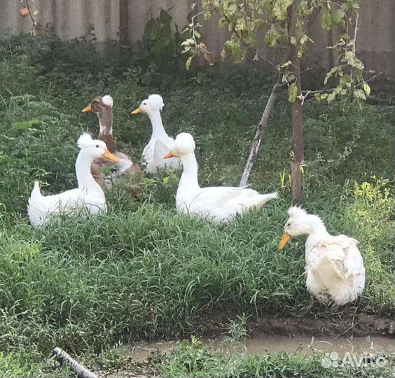 Утки хохлатые башкирские