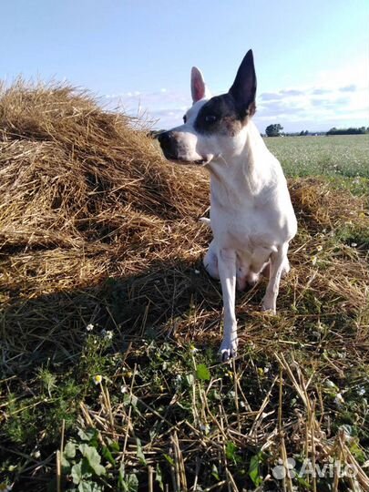 Инструктор-кинолог, зоопсихолог